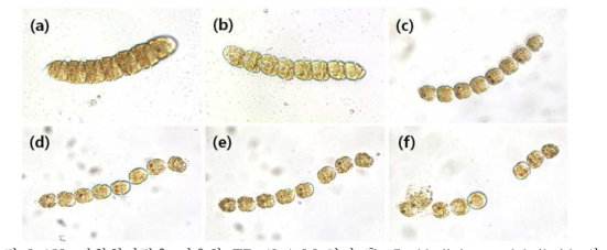 광학현미경을 이용한 TD 49 1μM 처리 후 Cochlodinium polykrikoides의 형태관찰