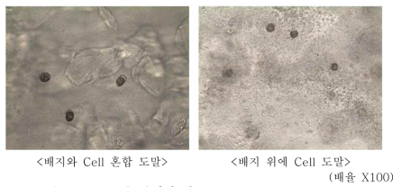 도말 형태에 따른 Alexandrium tamarense