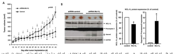 기능화된 금나노입자-shRNA에 의한 종양 생장의 억.