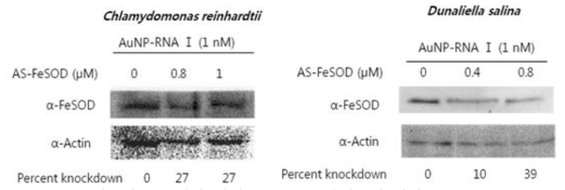 기능화된 금입자-안티센스 DNA 올리고에 의한 Chlamydomonas reinhardtii 와 Dunaliella salina 조류의 FeSOD 유전자의 발현 억제