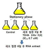 RNA를 추출하기 위한 세포 전처리 과정의 모식도.