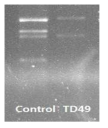 Total RNA purified from HU9433.