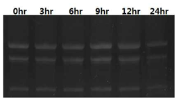 TD49 1.2μM를 H. circularisquama에 처리하고 3시간마다의 실험군에서 total RNA를 추출하여 Formaldehyde Agarose gel로 확인함.
