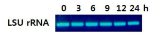 H. circularisquama gene for large subunit ribosomal RNA, partial sequence로 TD49를 시간대별로 처리한 실험군의 RT-PCR 결과