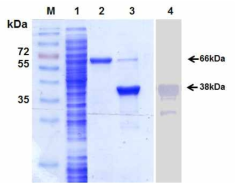대장균 내에서 발현된 재조합 HcRNAV34 캡시드 단백질의 정제