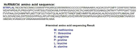 정제된 HcRNAV34 캡시드 단백질의 N-terminal amino acid sequencing