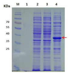 배양 온도에 따른 E. coli BL21 pHCE-IA::HcRNAV34의 캡시드 단백질의 발현
