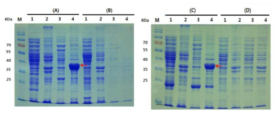 다양한 종류의 대장균 host stran에서의 HcRNAV34 캡시드 단백질의 발현.