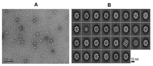 TEM analysis of reassociated HcRNAV34 VLPs visualized by negative staining (A) and Cryo-EM analysis from projection averages of negatively stained particles (B).