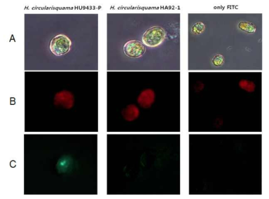 Host specific binding of HcRNAV34 VLPs labeled with FITC to its host, H. circularisquama HU9433-P and HA92-1, under the observation with optical and fluorescent microscopy.