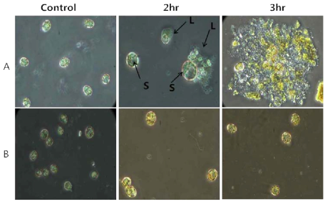 Host specific algicidal effect of HcRNAV34 VLPs encapsulated with TD49 on its host H. circularisquama HU9433-P (A) and its non-host HY9423 (B) at 20℃ for 2 hr and 3 hr.