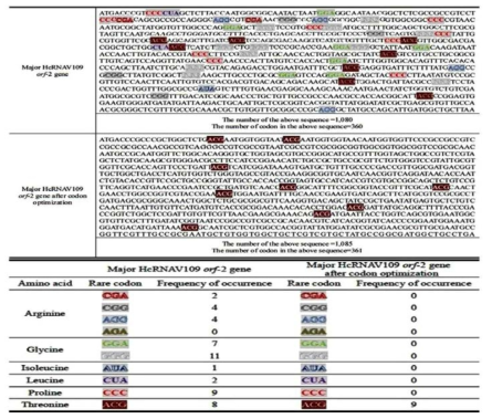 HcRNAV109 캡시드 유전자의 코돈 최적화