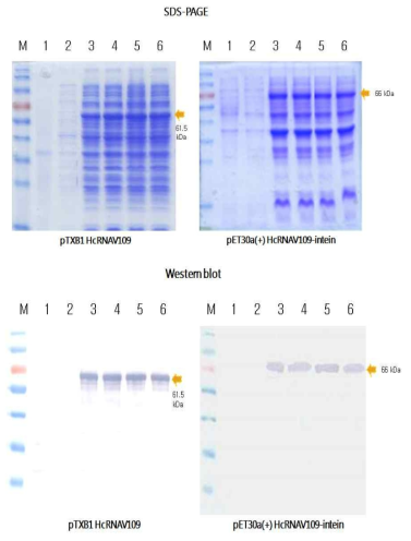 IPTG 농도에 따른 대장균내 과 발현.