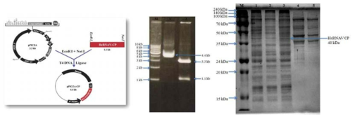 HcRNAV109 CP 유전자 (1.1 kb)의 클로닝과 발현