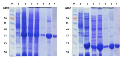 HaRNAV viral protein 정제 (VP1, VP2).