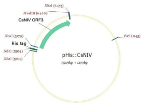 pHis::CsNIV의 제조.