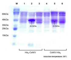 High-speed centrifugation과 ultracentrifugation을 이용한 CsNIV capsid 단백 질의 자가조립(self-assembly) 여부의 조사.