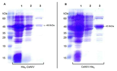 Affinity chromatography를 이용한 His6-CsNIV와 CsNIV-His6의 정제.