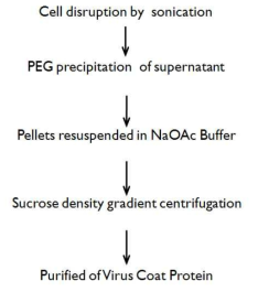 Purification of virus coat protein of CCMV.