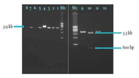 Construction of pPICZA-CP. Lane 1-8, Plasmid results of E. coli transformant 9, pPICZA-CP plasmid; 10, double digestion result of pPICZA-CP with EcoR I and Not I; 11, single digestion result of pPICZA-CP with EcoR I; 12, Control of ddH2O; M2, Takara 1 kbp DNA Ladder Marker.