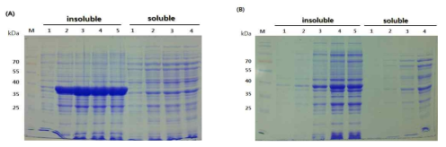 Recombinant HcRNAV34 capsid protein over-expression in E. coli BL21(DE3) at 30ℓ fermentor