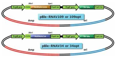 HcRNAV 캡시드 유전자 발현을 위한 규조류 형질전환용 벡터 도식