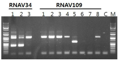 HcRNAV34 및 HcRNAV109 PCR 결과