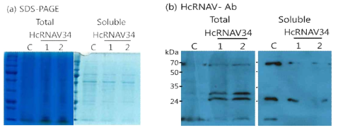 Immunoblot analysis를 통한 P. tricornutum HcRNAV34 형질전환체의 단백질 발현 확인.