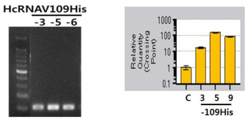 RT-PCR을 통해 확인한 HcRNAV109-His의 형질전환 확인(a), qRT-PCR을 통해 형질전환체에서 상대적 trasnscripts 발현 양 확인(b)