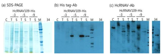 단백질 발현이 예상되는 형질전환체의 total protein fraction과 soluble protein fraction의 Immunoblot anlaysis.