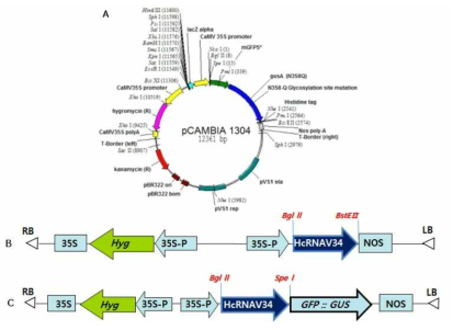 Schematic diagram of the pCAMBIA1304 binary vector (A) and the recombinant vector of pCAMBIA1304 binary vector with HcRNAV34 VLP gene (B, C).