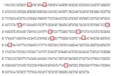 Nucleotide sequence of HcRNAV34 VLP gene clone.