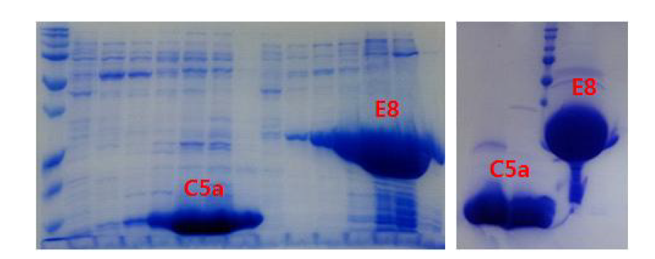C5a와 E8 인공항체 단백질의 정제 사진