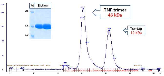 GPC를 이용한 TNF-a trimer 분리 정제