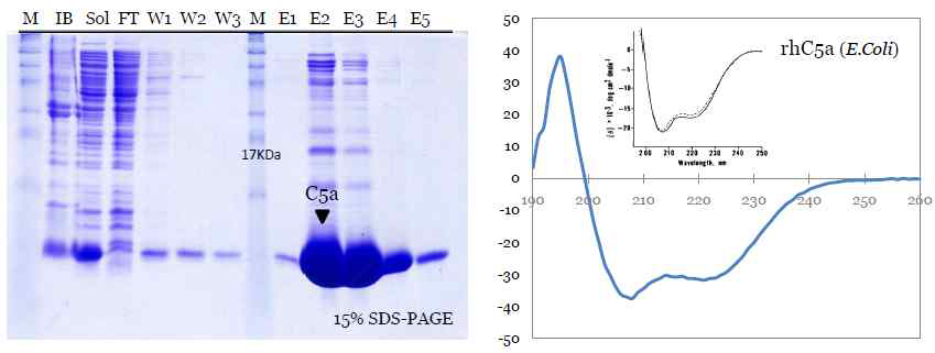 대장균에서의 C5a의 수용성 발현 및 해당 단백질의 CD data