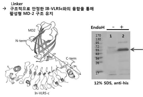 IB-VLR5c/MD-2 융합단백질의 효모에서 발현 분석