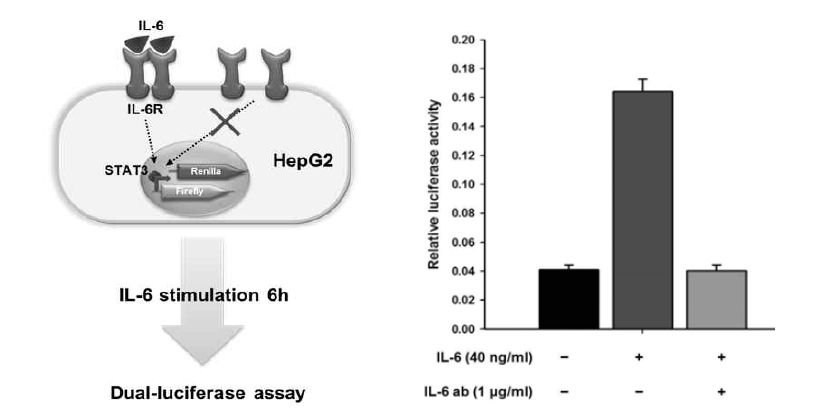 자가 면역 반응 모델인 HepG2를 이용하여 dual-luciferase assay 방법을 이용한 IL-6 저해 효능 확인 방법