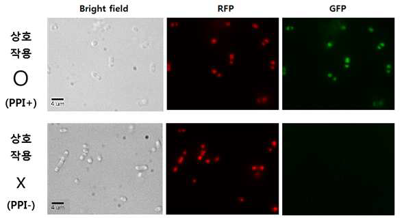 형광현미경을 이용한 단백질 상호작용 분석