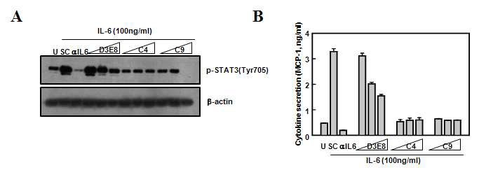 사람 말초혈액 단핵구에서 IL-6 억제 단백질 후보군에 의한 STAT3의 인산화 억제능력(A)과 MCP1의 생성저해효능 분석 (B)