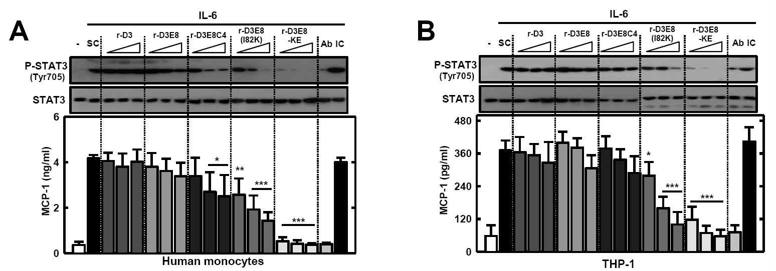 신규 리드 단백질을 전처리한 사람 말초 혈액 단핵구 (A) 혹은 사람 대 식 세포주 (B) 에서 IL-6의 자극에 의한 STAT3의 인산화 정도 및 MCP-1 생성 억제 효능 분석