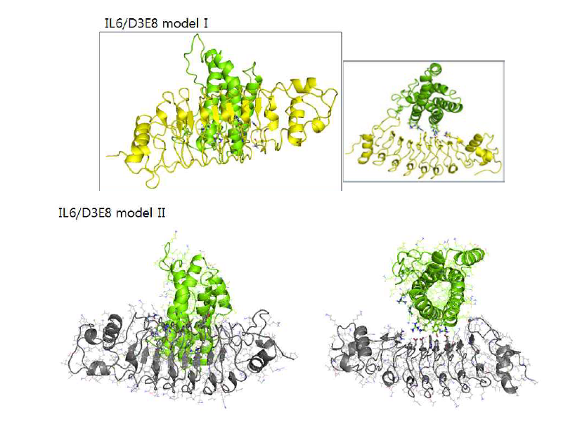 D3E8 인공항체와 IL6 단백질의 결합모드에 대한 모델 I과 II