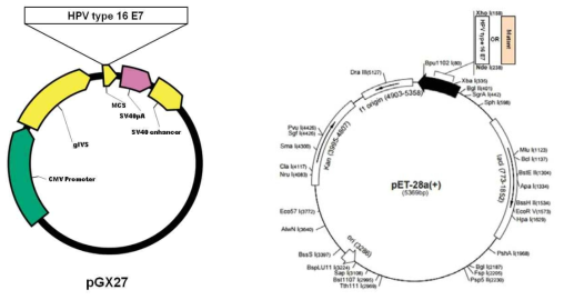 pGX27 vector의 MCS(multicloning site)에 HPV type 16 E7이 삽입된 DNA 플라스미드 (왼쪽), pET-28a에 HPV type 16 E7이 삽입된 도식도 (오른쪽)