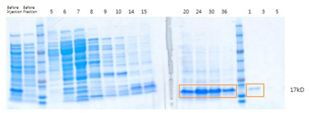 FPLC elute를 선택하여 HPV type 16 E7 재조합 단백질 취합