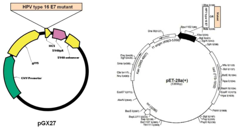 pGX27 vector의 MCS(multicloning site)에 HPV type 16 E7mutant가 삽입된 DNA 플라스미드 (왼쪽), pET-28a에 HPV type 16 E7 mutant가 삽입된 도식도 (오른쪽)