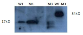 Western blot으로 HPV type 16 E7의 polyclonal 항체와 결합한 각 단백질들을 확인