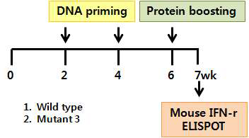 HPV type 16 E7의 각 peptide들에 대한 IFNg를 분비하는 비장 세포를 조사 (왼쪽=Wild type, 오른쪽=Mutant3)