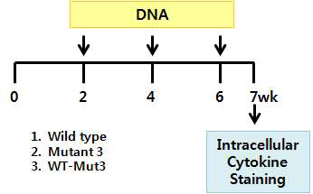 HPV type 16 E7의 각 peptide들에 대한 IFNg를 분비하는 비장 세포를 조사 (왼쪽=WT-mut3, 가운데=Wild type, 오른쪽=Mutant3)