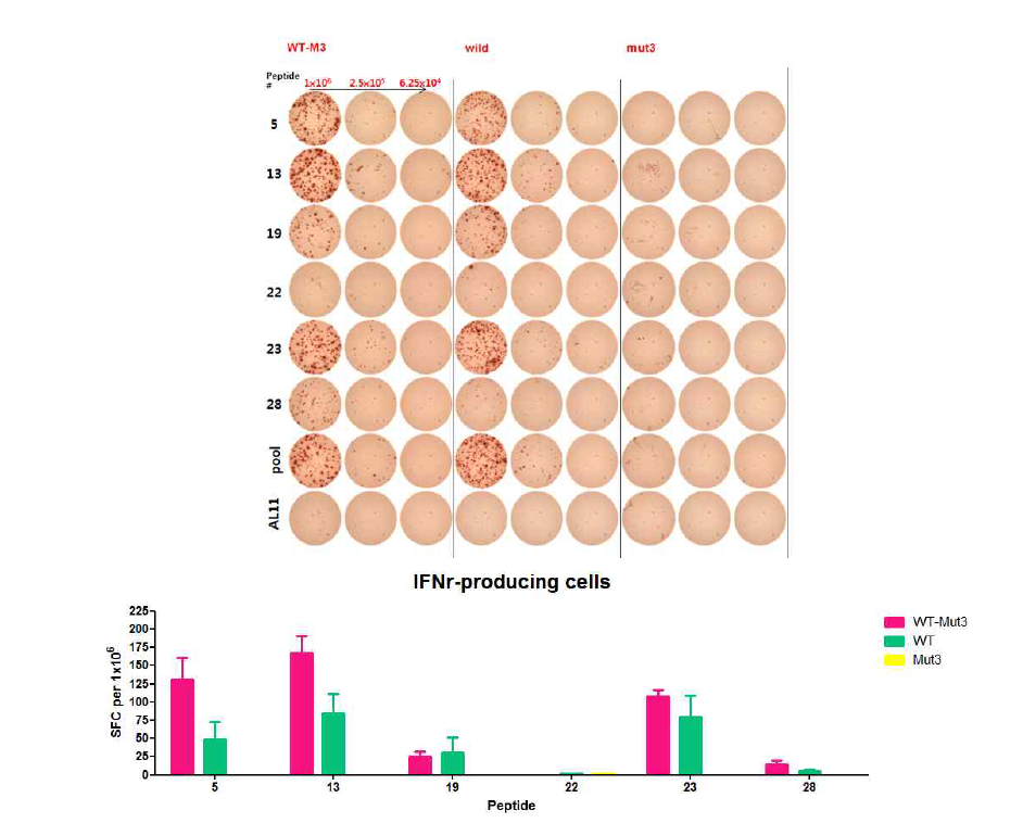 비장세포 1x10^6에 대한 IFNg를 분비하는 스팟 수 (WT-mut3 그룹 n=4, WT 그룹 n=3, Mut3 그룹 n=1)