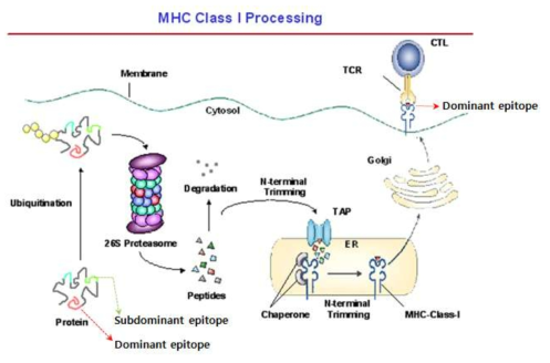 Dominant epitope에 대한 반응이 우세하게 나타나지만, dominant epitope이 변이에 의해서 제거되거나, MHC class I으로 제공되지 못하면 subdominant epitope에 대한 면역 반응이 증강된다