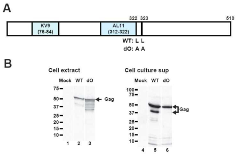 SIVmac239 Gag dileucine motif mutant (dO) 클로닝 및 단백질 발현 확인